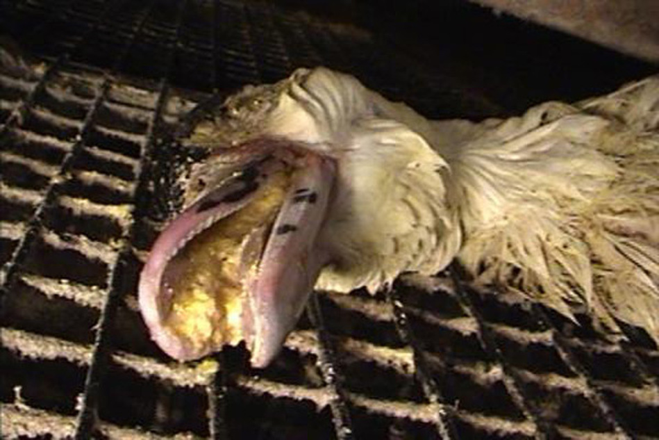 Foie gras production is not cruel': Resistance against proposed UK ban on foie  gras imports